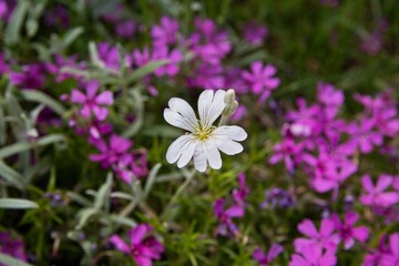 Fototapeta premium purple and white flowers