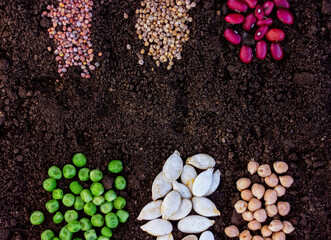 agricultural seeds close-up on the soil top view. concept of farming, gardening, planting organic natural products.