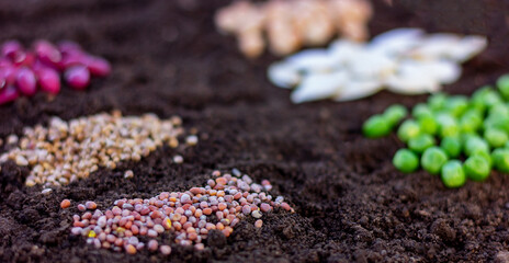agricultural seeds close-up on the ground, selective focus. concept of farming, gardening, planting organic natural products.