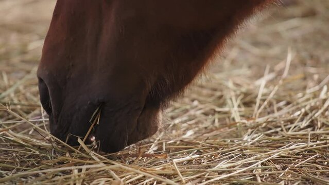 Close up of a brown horse eating straw, close view of mouth and nostrils. Slow motion.