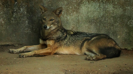The fox is sitting beautifully. On blurred backgrounds
