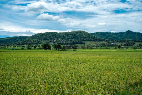 field and blue sky