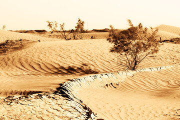 sand dunes in the desert
