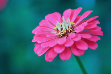 Selective focus of a beautiful abstract macro of a macro of Supreme Zinnias Salmon Coral colored flower with blurred background.