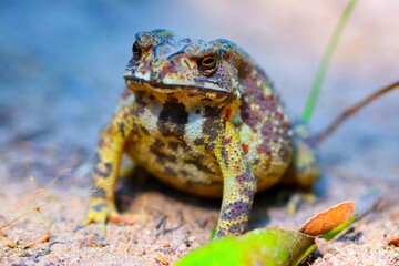 close up of a frog