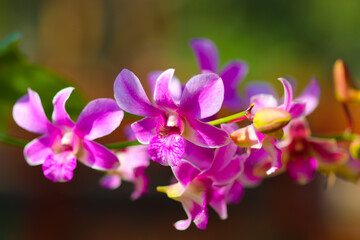 Obraz na płótnie Canvas purple orchid flowers
