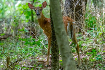 A white tailed deer (Odocoileus virginianus) fawn in a forest in Michigan, USA.