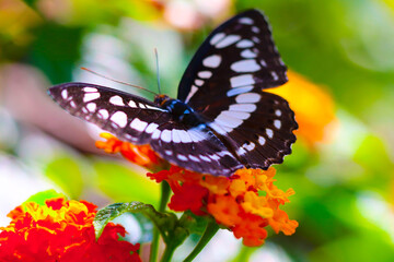 butterfly on flower