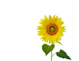 Isolated sunflower with clipping path on white background