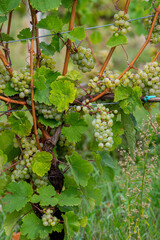 Grapes ripening on vines on Old Mission Peninsula near Traverse City, Michigan.