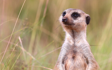 Meerkat, Addo Elephant National Park
