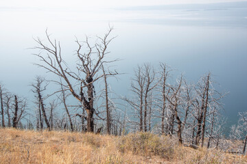 Yellowstone Lake and burned trees from Lake Butte Overlook, Yellowstone National Park, Wyoming