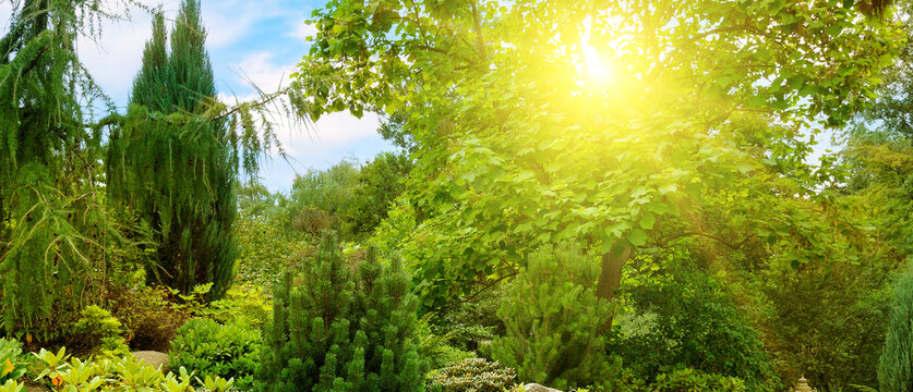 A beautiful urban garden with conifers and sun. Wide photo.