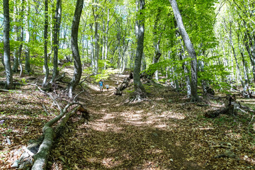 A mysterious forest in the Demerji mountains. The Valley of Ghosts. Crimea. Russia 2021