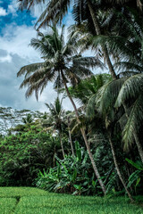 palm trees on the village