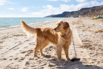 Gold retriever - dog runs, plays and jumps on the beach