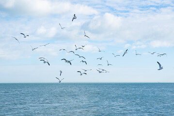 seagulls in flight over the ocean waves on the beach. Many seagulls are flying over the sea.