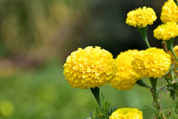 Yellow Marigold flower in the garden.