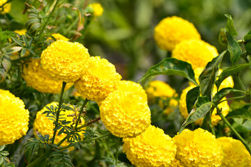 Yellow Marigold flower in the garden.