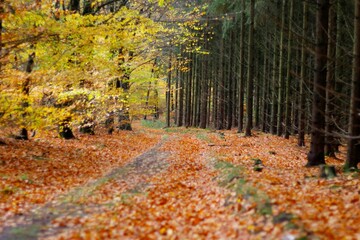 autumn in the forest