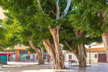 Fototapeta premium Indian laurel, a huge ficus tree on the constitution plaza of San Sebastian de La Gomera. The city is the capital of the island. On the plaza there are numerous restaurants and cafes 