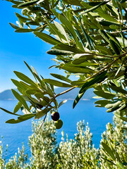 olive tree branch