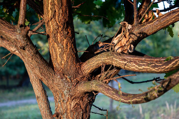 Branch of tree without leaves on the background with blue. Early autumn