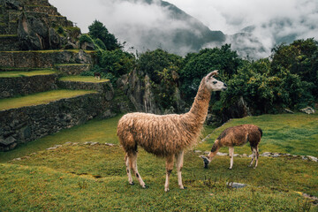 alpaca in the mountains. The site of machu picchu on a cloudy day