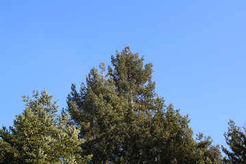 pine tree branches