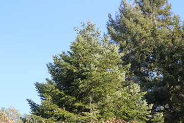 pine tree branches