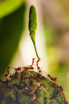 Together We Can.

A Group Of Ants Working Together.