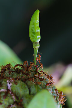 Together We Can.

A Group Of Ants Working Together.