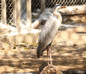 Large stork crane. On blurred backgrounds