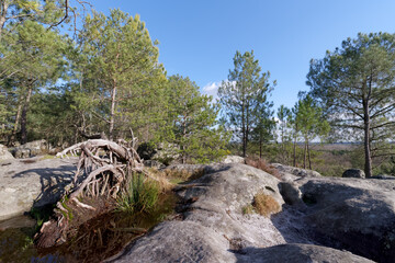 Pines and rocky chaos in the Dame Jouanne hill. Fontainebleau forest