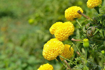 Yellow Marigold flower in the garden.