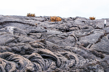 Lava cacti groving amid the lava toes formed by volcanic activity at Punta Espinoza on Fernandina...