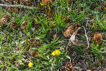 Small pine cones on a green grass at Yellowstone National Park, Wyoming, USA