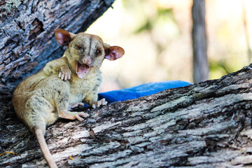 catita in the forest
