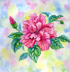 Pink terry hibiscus with bud on watercolor background, watercolor illustration, print for poster, greeting card, home decor, square format.