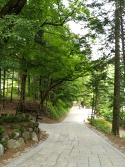 월정사 전나무숲길