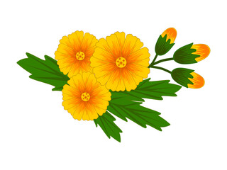 Calendula, medicinal plant, flowers, buds, leaves, color illustration on a transparent background