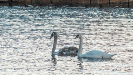 Close-up view of a pair of mute swans on winter city river at sunset. One swan is brown, the second is white.