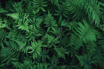 Fototapeta na wymiar Beautiful ferns in the forest 