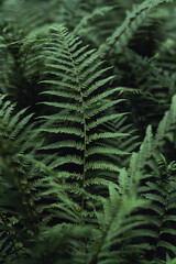 Beautiful ferns in the forest 