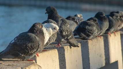 Obraz premium Pigeons sit in a row on the river embankment on a sunny winter day in the city. Selective focus. Teamwork concepts.