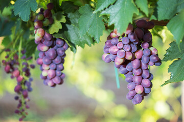 Large bunches of red wine grapes hang from an old vine in warm afternoon light.