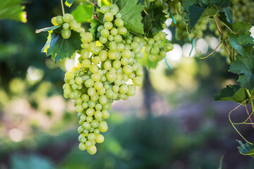 Large bunches of red wine grapes hang from an old vine in warm afternoon light. - 488003224