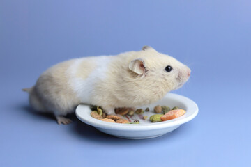 Cute hamster eats natural food on a blue background, space to copy
