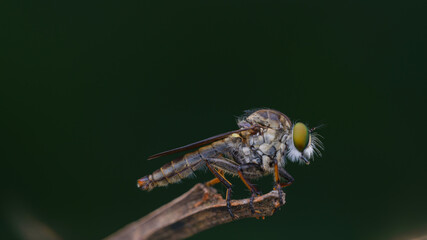 robberfly is eating,
insects are eating food
taken at close range (macro)