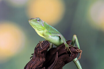 Jubata green lizard habitat in Indonesia